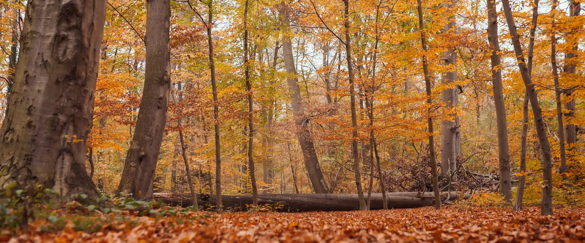 Wonderful countryside with trees in colorful folia 2024 11 27 04 52 08 utc min