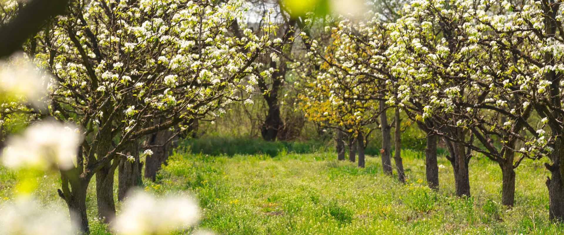 Blooming pear trees grow in an orchard during spri 2026 03 27 02 14 51 utc 1