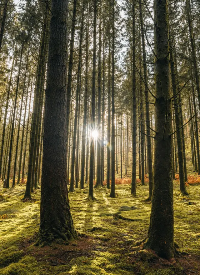 Pexels stijn dijkstra 1306815 14584921