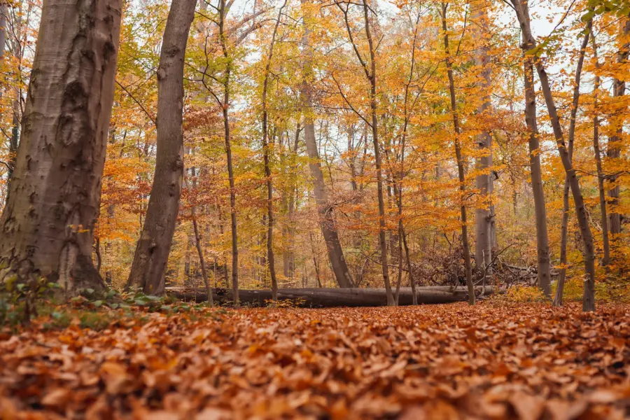 Wonderful countryside with trees in colorful folia 2024 11 27 04 52 08 utc min