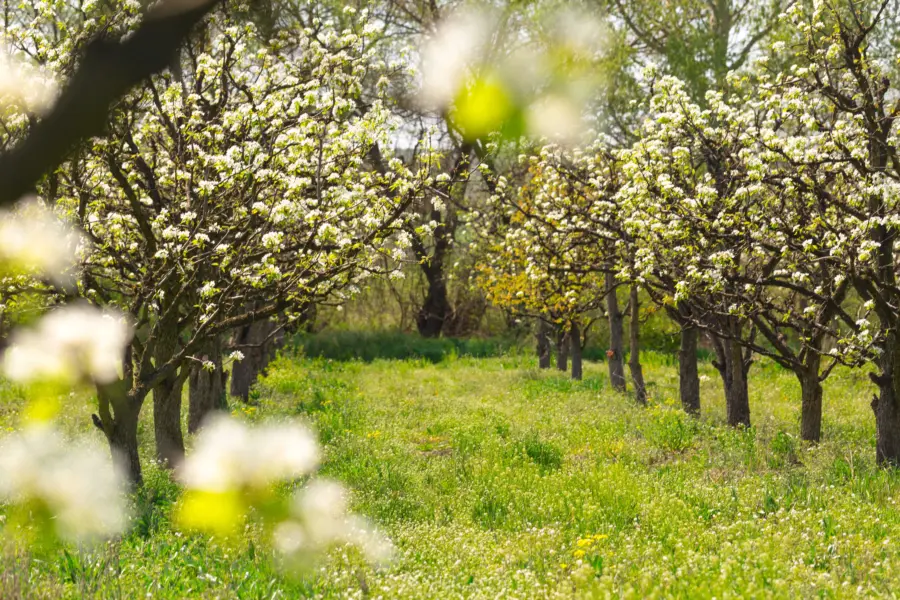Blooming pear trees grow in an orchard during spri 2026 03 27 02 14 51 utc 1