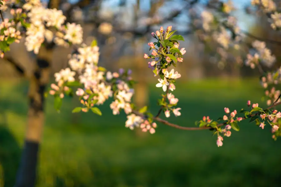 Spring blossom background beautiful nature scene 2026 03 20 03 26 44 utc 1